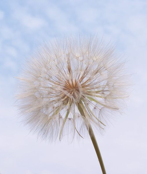 File:Tragopogon pratensis-Ejdzej-2006-B.jpg