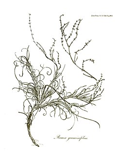 <i>Rumex graminifolius</i> species of plant