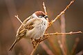 Tree sparrow (45857556594).jpg