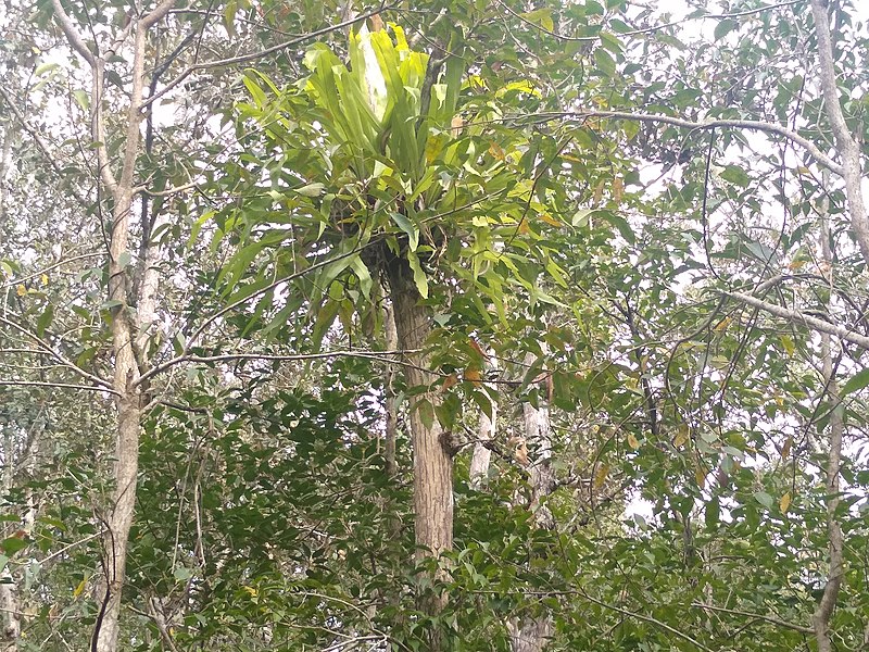 File:Trees of Sundarban.jpg