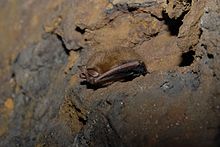 Tri berwarna bat pipistrellus subflavus berhibernasi di ditinggalkan batu kapur mine.jpg