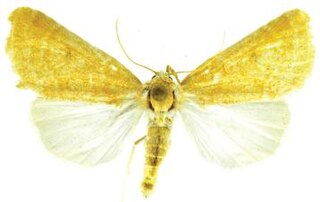 <i>Trichocosmia</i> genus of insects