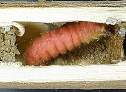 Une larve de clairon des abeilles, dans un nid d'osmie rousse
