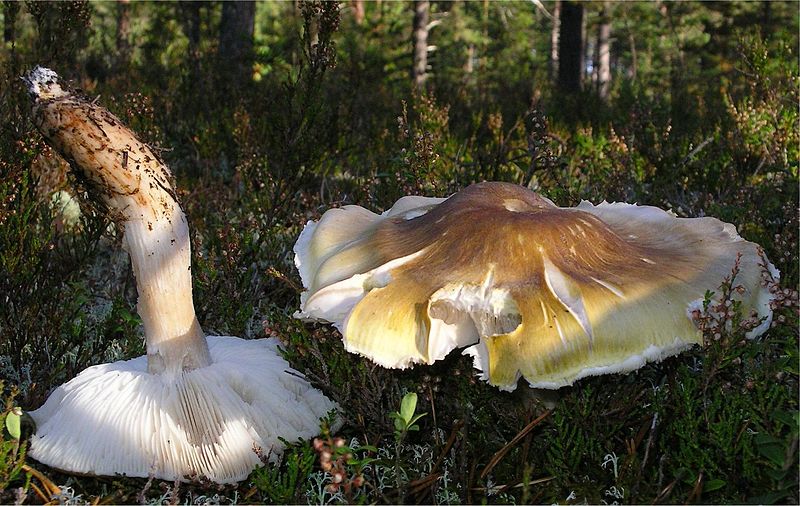 File:Tricholoma arvernense 74597.jpg