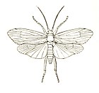 Trichoptera Anabolia icon.jpg