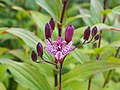 Tricyrtis formosana, Trójsklepka, 2020-10-03