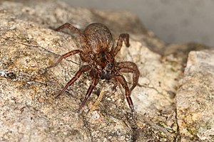 Femelle du loup nocturne des champs (Trochosa ruricola)