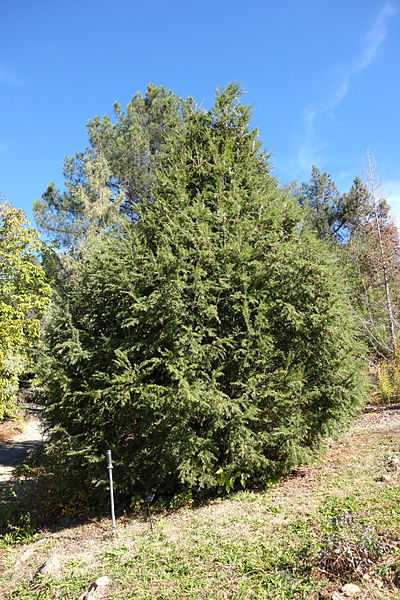 File:Tsuga chinensis - Quarryhill Botanical Garden - DSC03490.JPG