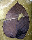 Tsukada davidiifolia leaf fossil
