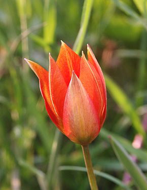 Beschreibung des Bildes Tulipa_orphanidea_060506.jpg.