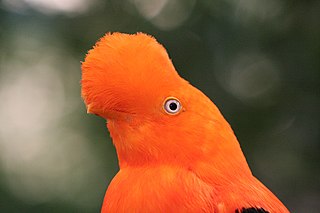 Cock-of-the-rock Genus of birds