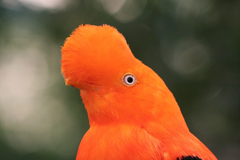 Yellow Rumped Bird Named Cacique Is Hiding In The Leafs Of