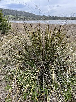 Tussock of Gahnia trifida.jpg