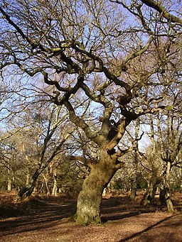 Twisted oak in Matley Wood, New Forest - geograph.org.uk - 116390