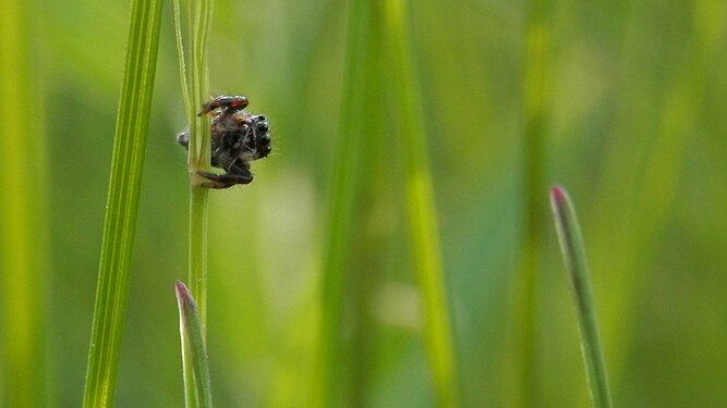 Jumping Spider (Salticidae)