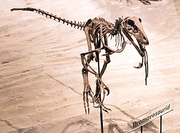 Utah Museum dromaeosaurid.jpg