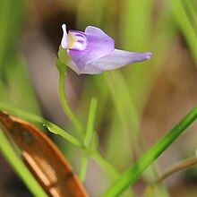 Utricularia caerulea.JPG