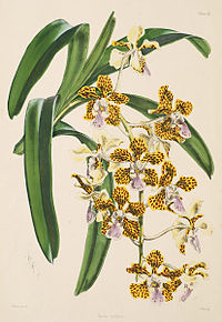 plate 3 Vanda insignis