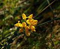 * Nomination Veldlathyrus (Lathyrus pratensis). location, Stuttering Bosch in the Lende valley. Province of Friesland in the Netherlands. Agnes Monkelbaan 05:47, 21 October 2015 (UTC) * Promotion Good quality. --Johann Jaritz 06:17, 21 October 2015 (UTC)