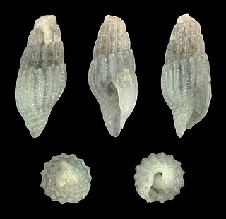 <i>Vexillum castum</i> Species of gastropod