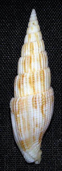 Vexillum varicosum 001.jpg