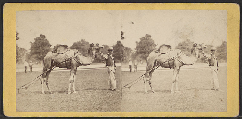 File:View in Central Park, from Robert N. Dennis collection of stereoscopic views 9.jpg