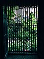 View of lush greens through barred window.jpg