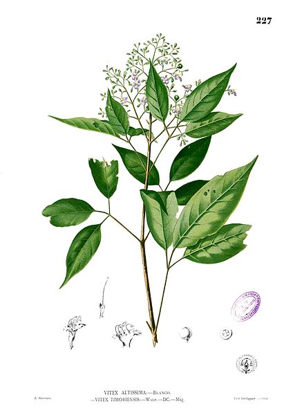 File:Vitex altissima Blanco1.227.jpg