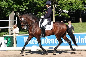 Équitation: Définition, Préparation sportive et entraînement, Matériel