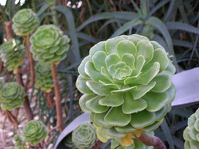 Aeonium