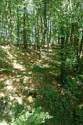 Wald an der Obermühle.jpg