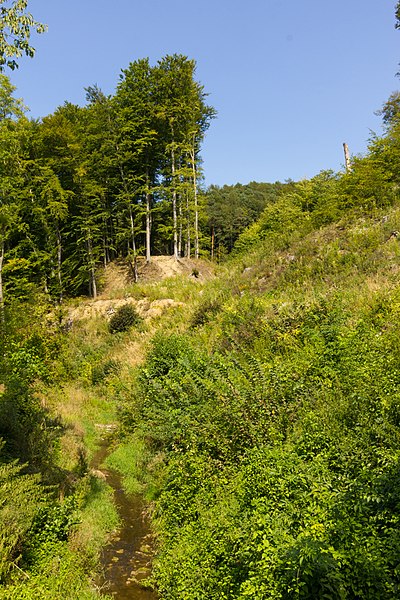 File:Wald hinter der Kartause Mauerbach, 26.08.2017.jpg