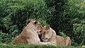 African Lions (Panthera leo)}}