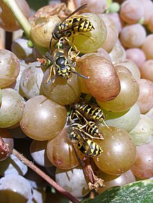 Vespaiola gets its name from the wasps (vespa) that are attracted to the ripening sugars in the grapes. Wasps attracted to ripening grapes.jpg