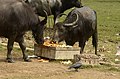 Water buffalo and house crow at food waste JEG7724.jpg