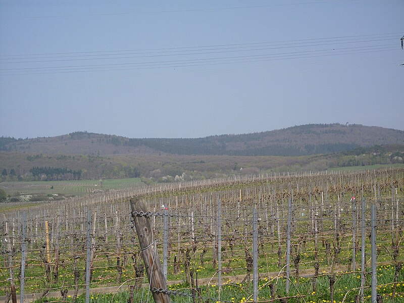 File:Weinberge oestrich-winkel.jpg