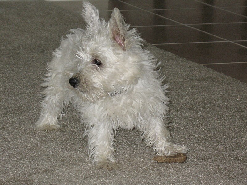 File:West Highland White Terrier (1).jpg
