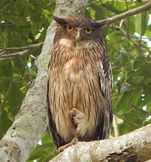 Western Ghat Brown fishing owl.jpg