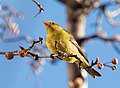 * Nomination Western tanager in Chelsea, New York City --Rhododendrites 16:59, 9 December 2020 (UTC) * Promotion  Support Good quality. --Podzemnik 17:47, 9 December 2020 (UTC)