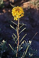 Yellow western wallflower (E. capitatum)