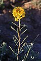 Yellow western wallflower (Erysimum capitatum)