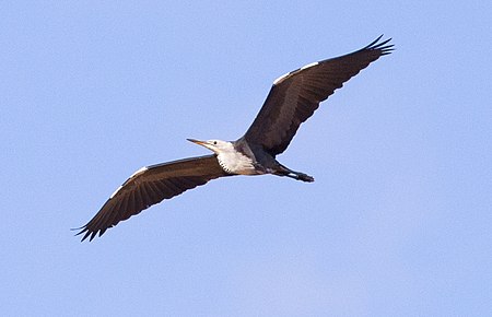 White-necked Heron.jpg