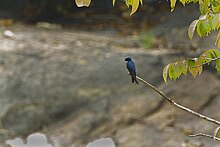 White-throated Blue-Swallow S4E1838 (16953709336).jpg