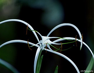 <span class="mw-page-title-main">Spider lily</span> Index of plants with the same common name