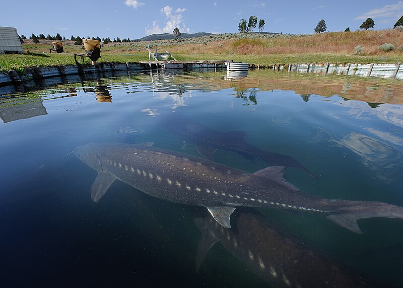 File:White sturgeon farming california.jpg