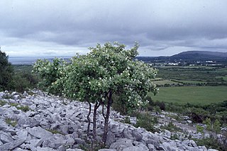 <i>Sorbus hibernica</i> Species of plant