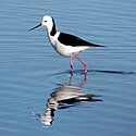 Black-winged stilt Whiteheadedstilt.jpg