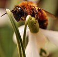 Hummel an Schneeglöckchen