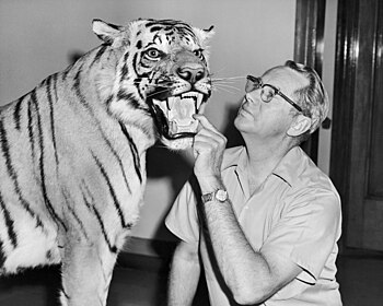 side portrait of bespectacled Wilmer W. Tanner putting his hand in a stuffed tiger's mouth and peering at it's face. The tiger's mouth is open
