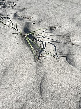 Wind and rain shaped sand and dune grass, Stokken beach, Laesoe